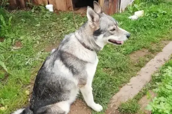 Найдена собака, Нытвенский городской округ, фото: Найдена беременная собака в д.Говырино, Нытвенский район