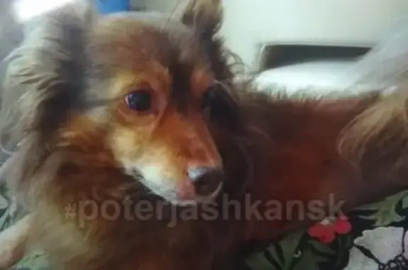 Пропала собака Мартин в Бердске, Новосибирская область