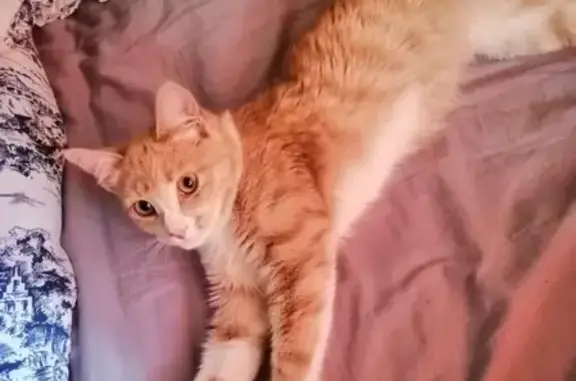 Найдена кошка Котик на Старом Дмитровском шоссе, 11
