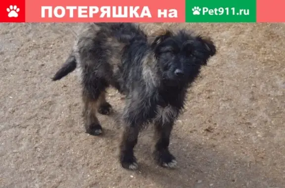 Собаки потеряшки, Турлатовское, фото: Потеряшка собака в с. Реткино, Рязанская обл.