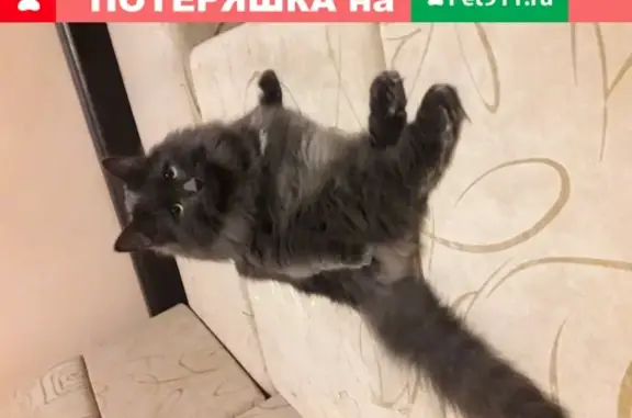 Кошка выпала из окна в Красногорске