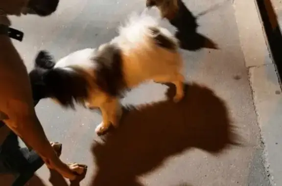 Найдена собака в Карачиж, Брянск