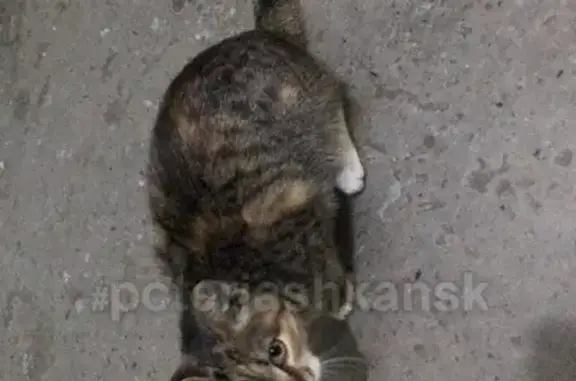 Найдена кошка на Ипподромском жилмассиве