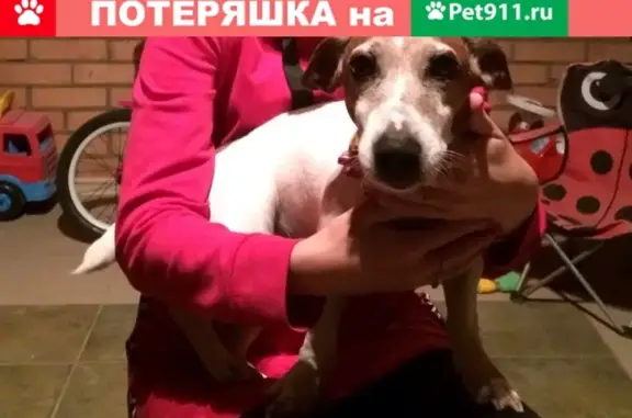 Пропала собака в Рязани, помогите распространить!