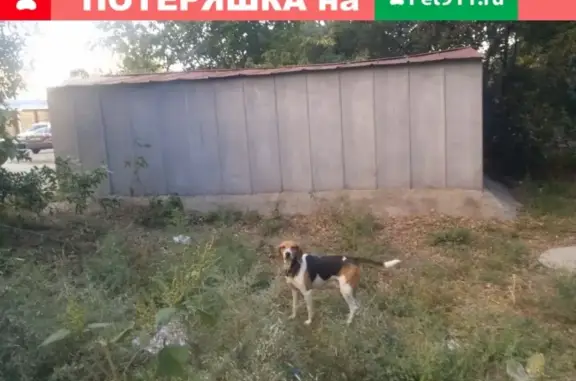Найдена собака на Двинской в Центральном районе Волгограда