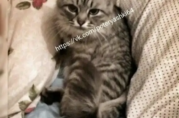 Пропала кошка в Саратове, Ленинский район: 50 лет Октября 87в.