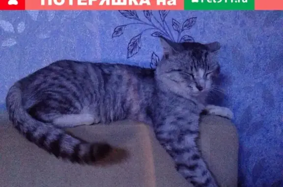 Пропала кошка в Болотном #потеряшки@bolotnoye