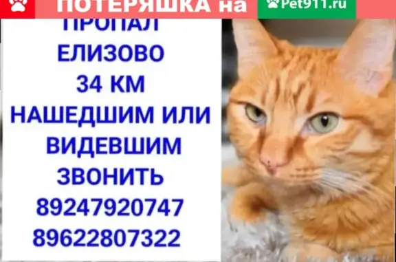 Пропала кошка Рыжик, адрес: ул. Гришечко 9, г. Елизово
