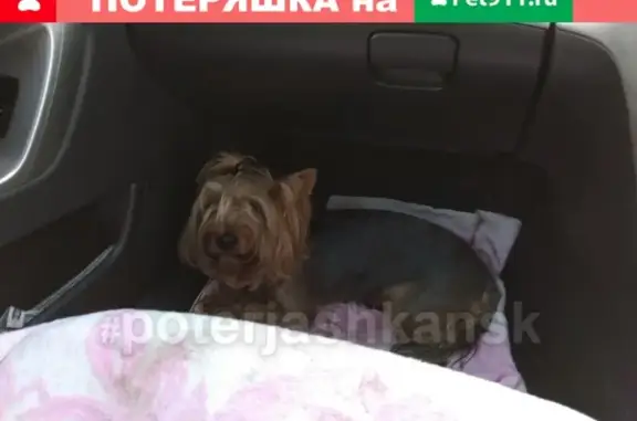 Найдена собака породы йоркширский терьер в деревне Юрт-Ора, Новосибирск