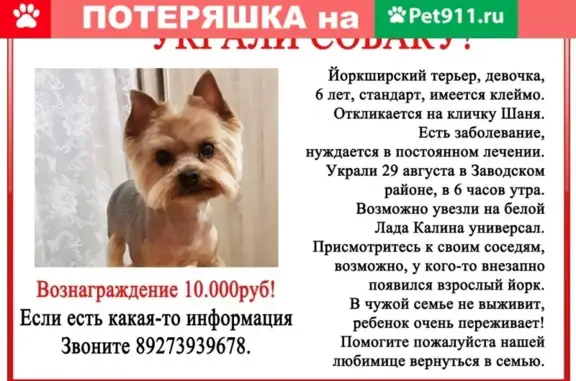 Пропала собака йоркширского терьера в Пензе, вознаграждение 10000 рублей