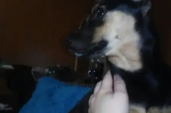 Найдена собака в районе Взлетки, Красноярск