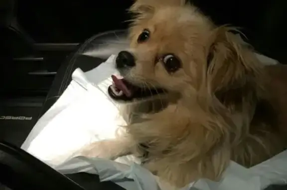 Собака найдена на Набережной в Ростове-на-Дону