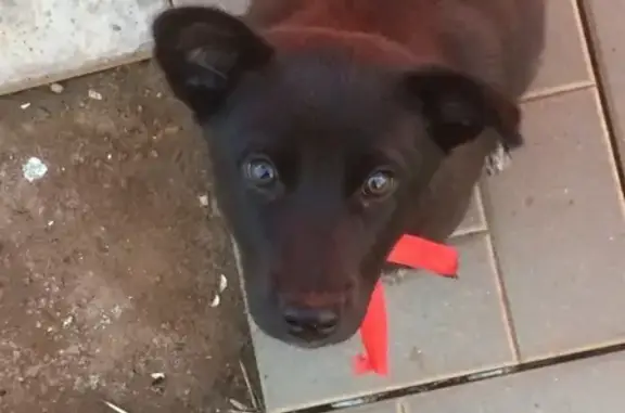 Найден черный щенок на Салмышской