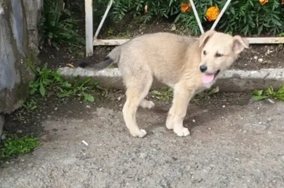 Найдена собака в Качканаре, ищем хозяина!