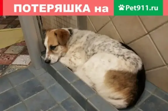 Пропала собака ДИНА в Васкелово!