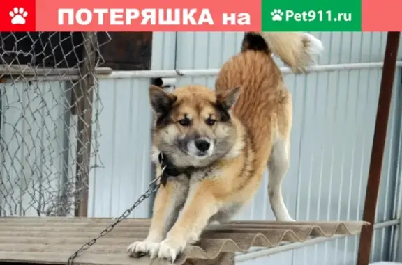 Пропала охотничья собака в районе Большой Ламны, Ивановская область, Южа.