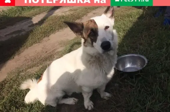 Найдена собака в Кургане, контакт Оксана https://vk.com/shadrinskiy