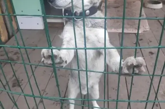 Найдена собака в Томске [id455671042]