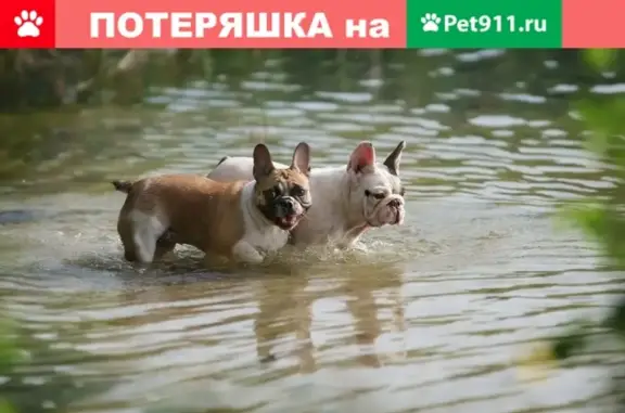 Собаки потеряшки, Нижний Новгород, фото: Потеряшка рыжая француженка в СНТ Сокол, Нижний Новгород