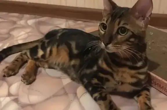 Найден молодой кот в Казани, верну хозяину!