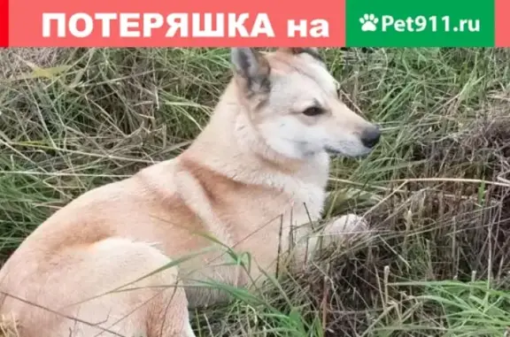 Пропала собака Вега в Корсакове!