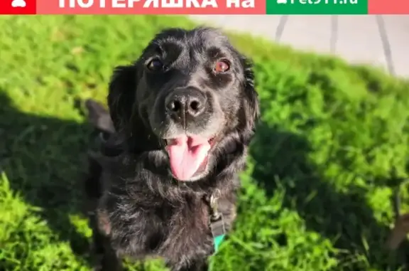 Пропала собака Бора на улице Советской в Бердске