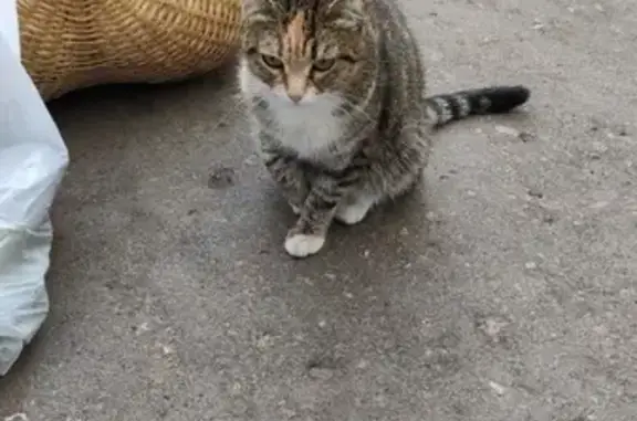 Найдена домашняя кошка на ул. Конева, Омск