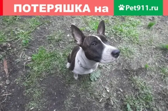 Пропала собака в Заозёрном, Красноярский край