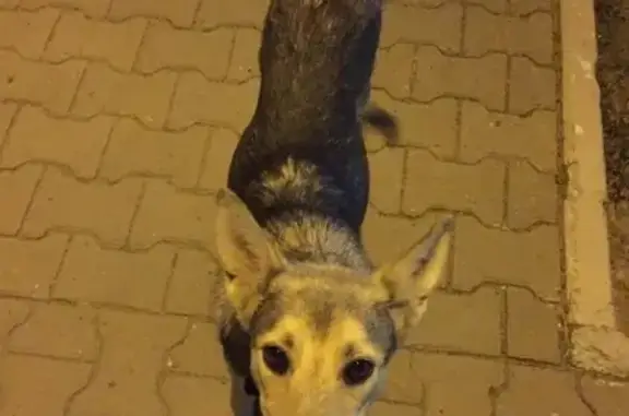 Найдена собака в Хабаровске