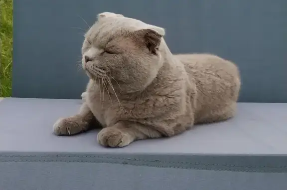 Кошки потеряшки, Санкт-Петербург, фото: Потеряшка кошка в СПб, ул. Розы Люксембур, СНТ Петрокрепость, Калининский район