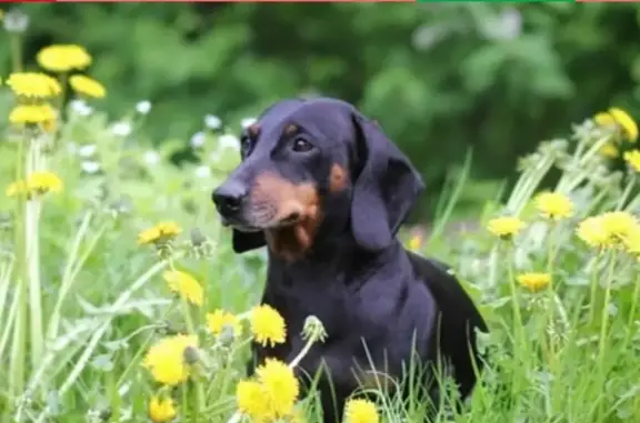 Собаки потеряшки, коттеджный посёлок Ягодное, фото: Потеряшка черная такса с ошейником в ЛО, ближайшее - посёлок Ягодное
