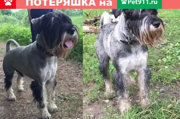 Пропал пёс в Барсаново/Трубичино: Миттельшнауцер, окрас перес с солью