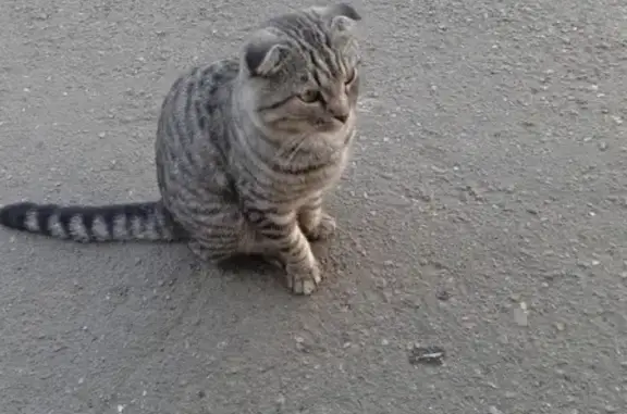 Найден кот на ул. Львовская, д 2, автозаводской район