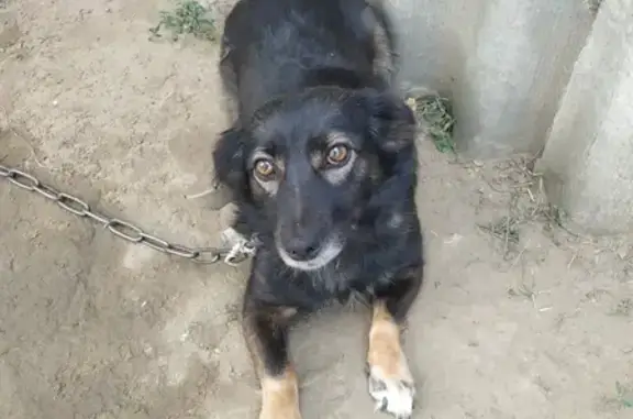 Пропала собака Найда в Наро-Фоминском городском округе