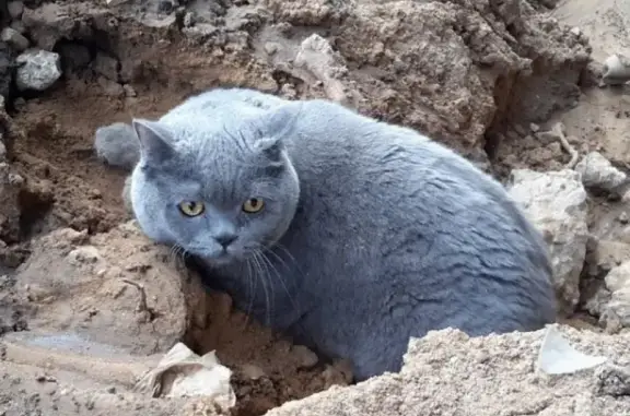 Кошки потеряшки, Москва, фото: Потеряшка кошка Кот, район Пресненские пруды, ошейник фиолетовый!