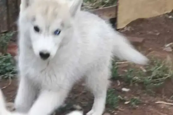Пропала сибирская хаски в Ивановке, Оренбургская обл.