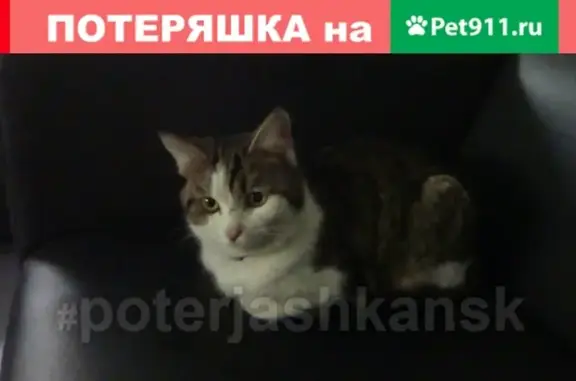 Найден кот с фиолетовым ошейником на улице Плахотного