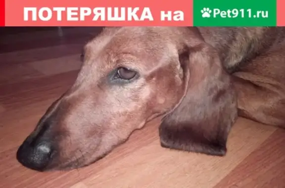 Найдена собака таксы на Бору, Нижегородская область