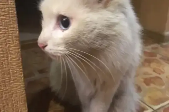 Найден кот в Н.Новгороде у Мещерского озера