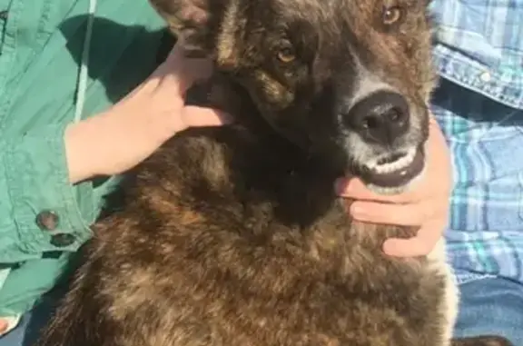 Пропала собака Бадди в поселке Таир, Йошкар-Ола