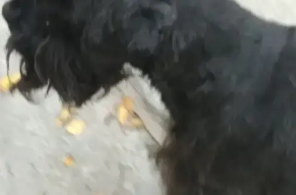 Найдена собака в Мурманске, без ошейника