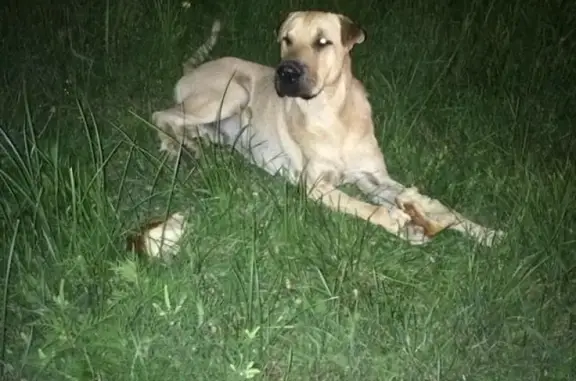 Собака с раздробленной лапой ищет дом в Краснодаре