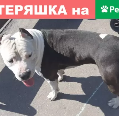 Собаки потеряшки, Ульяновск, фото: Потеряшка американский стаффордшир Мирон в Ульяновске