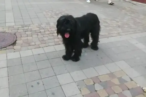 Найден пес: ул. Ломоносова, Кисловодск