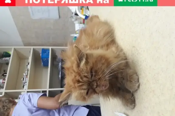Найдена Персидская кошка в Хабаровске, ищем хозяев или передержку.