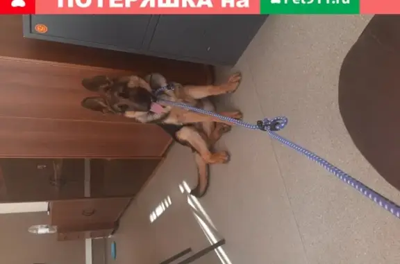 Найдена собака Овчарка на ул. Пушкина, Н.Новгород