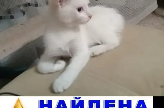 Найдена белая кошка в Кировском районе Новосибирска