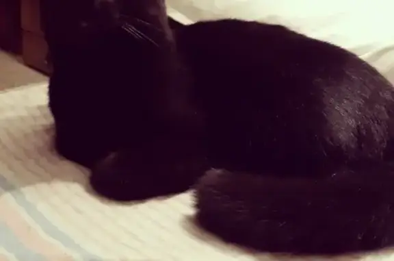 Найден молодой черный кот с белым пятнышком в Казани