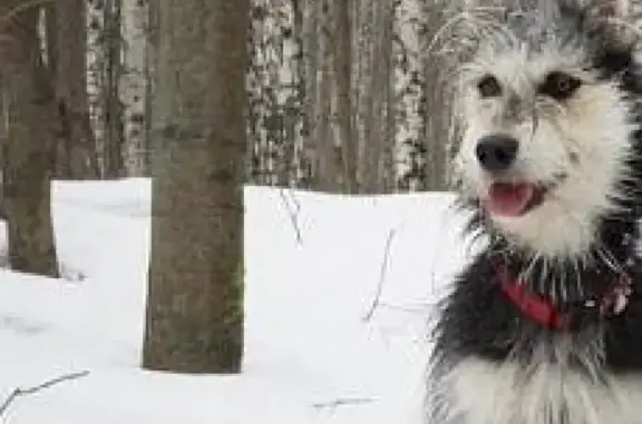 Собаки потеряшки, Мытищи, фото: Потеряшка собака на ул. Академика Каргина, Мытищи