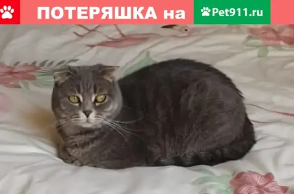 Пропала кошка Маруся-Маша в Ессентуках!